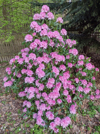 Rododendron (Pěnišník)